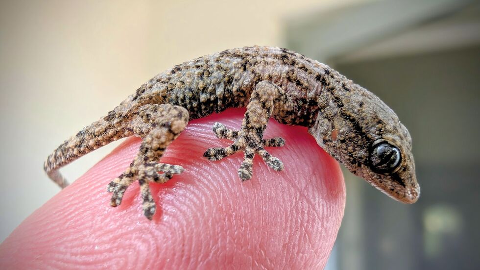 Diesen Gecko fand eine Frau aus Polen in einer Packung Rucola-Salat aus dem Supermarkt. Diesen Gecko fand eine Frau aus Polen in einer Packung Rucola-Salat aus dem Supermarkt.