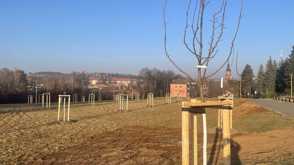 Für rund 31.000 Euro hat die Stadt an der Bülaustraße Bäume gepflanzt.