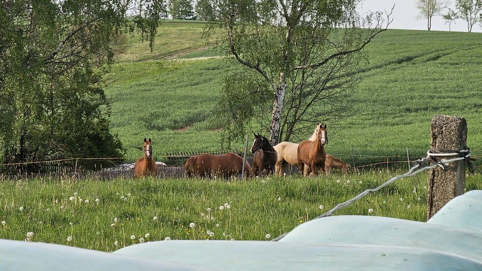 Die Pferde blieben unversehrt. Die Pferde blieben unversehrt.