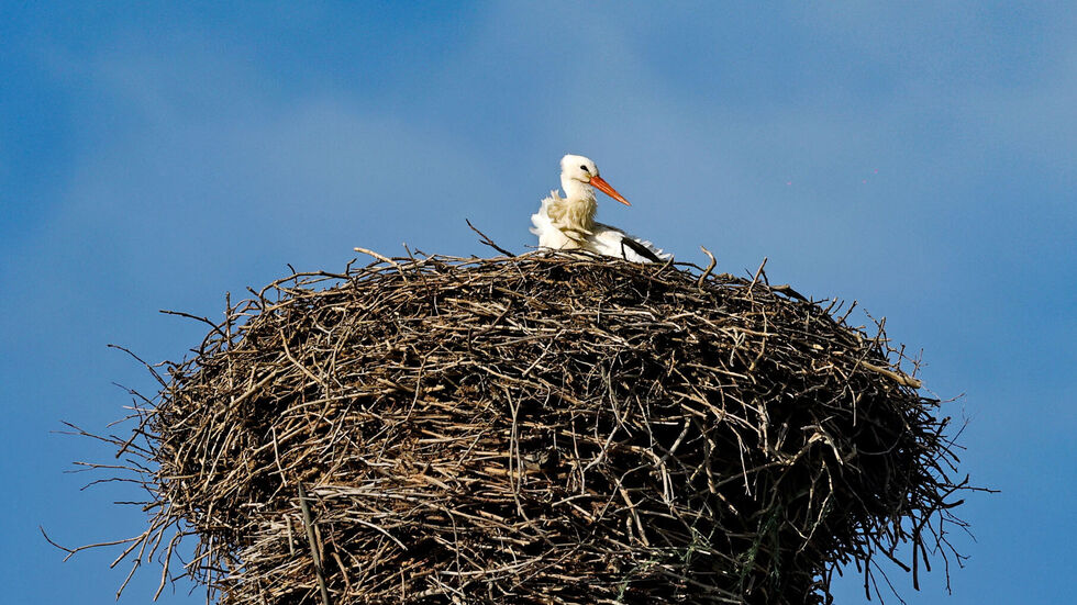 Glauchaus erster Storch in 2026