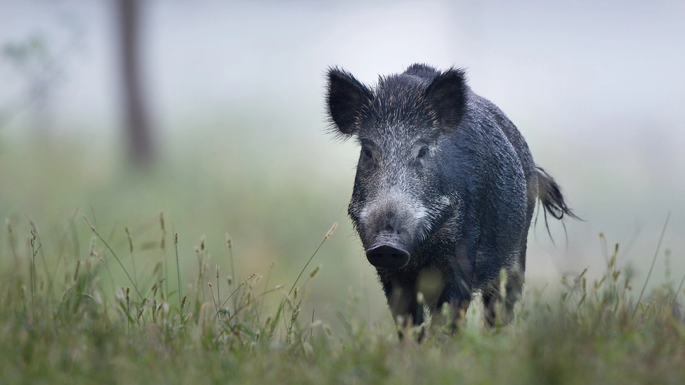 Ein Wildschwein ist in Schöneck auf die Straße gerannt und mit einem Auto kollidiert. 