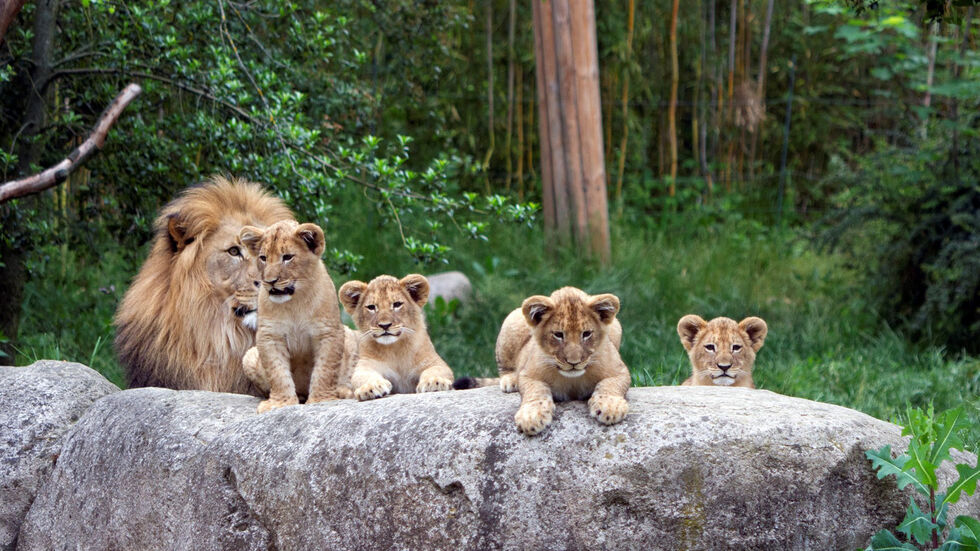 Die vier Löwenbabys mit Vater Majo Die vier Löwenbabys mit Vater Majo