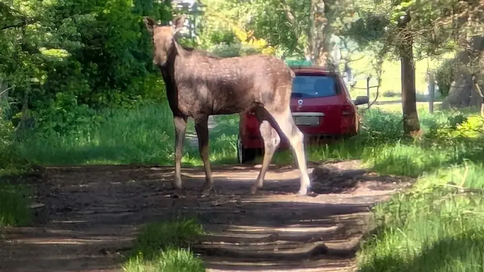 Elwira bei ihrer Einwanderung aus Polen in die Lausitz (Symbolbild).