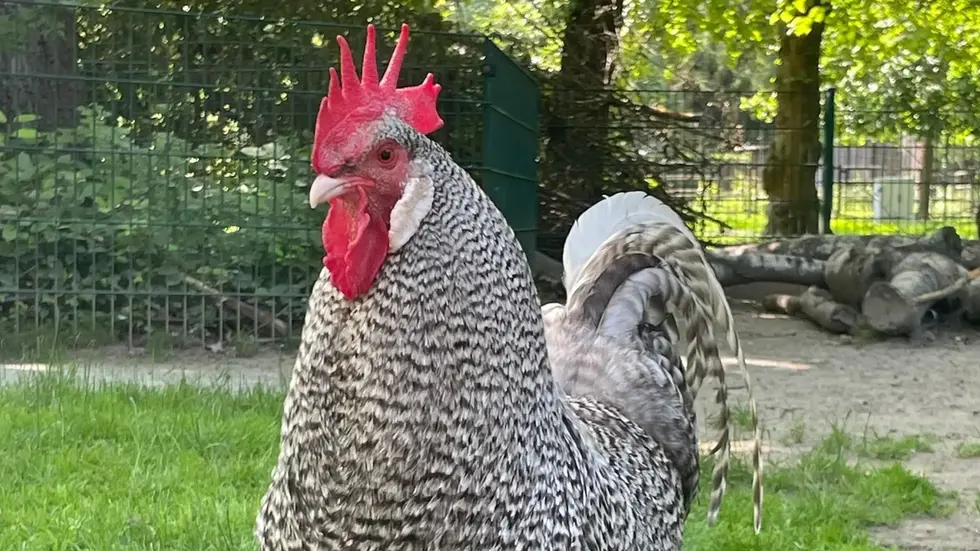 Sachsenhuhn