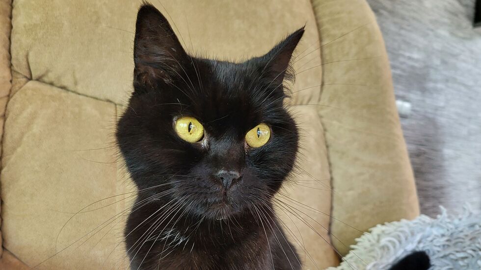 Dieser Kater sucht seine Besitzer.