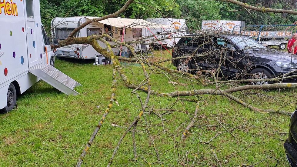 Der Baum war bereits morsch.