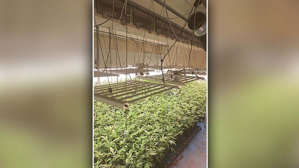 Ausgehobene Cannabis-Plantage