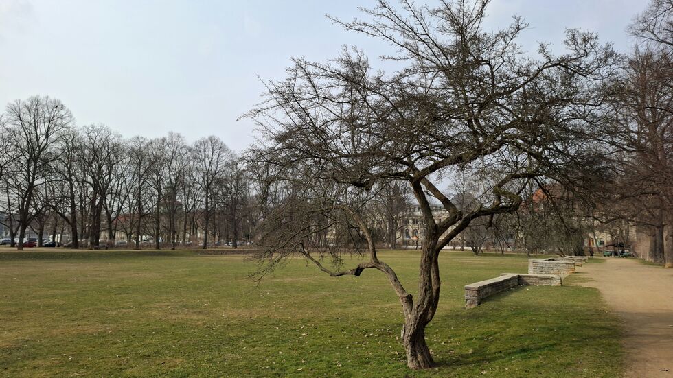 Rosenwiese