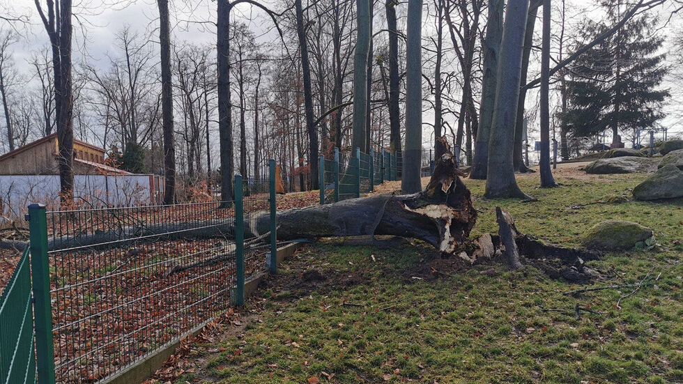 Das Gehege der Ziegen ist beschädigt. © Ramona Demmler Das Gehege der Ziegen ist beschädigt. © Ramona Demmler