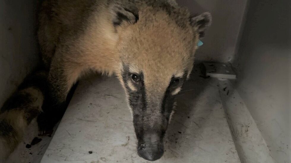Auf Abwegen: Der Nasenbär war aus dem Tierpark Bischofswerda getürmt