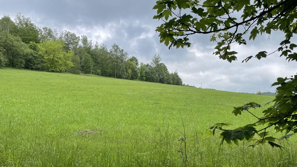 Heute noch Wiese - in absehbarer Zeit können nördlich der Reinsdorfer Straße Eigenheime stehen.