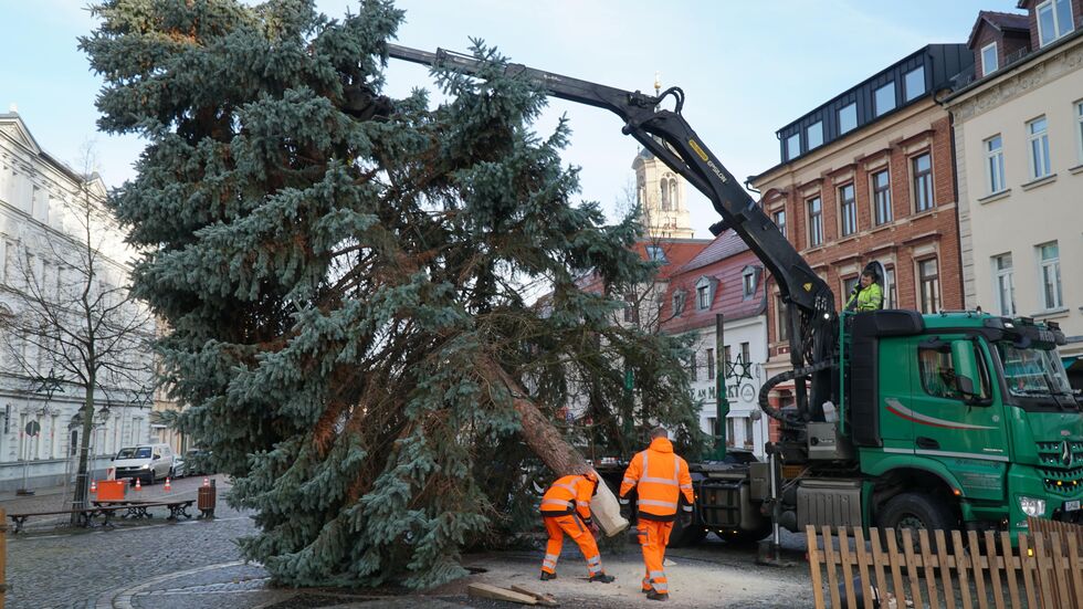 Der Weihnachtsbaum wird aufgestellt.