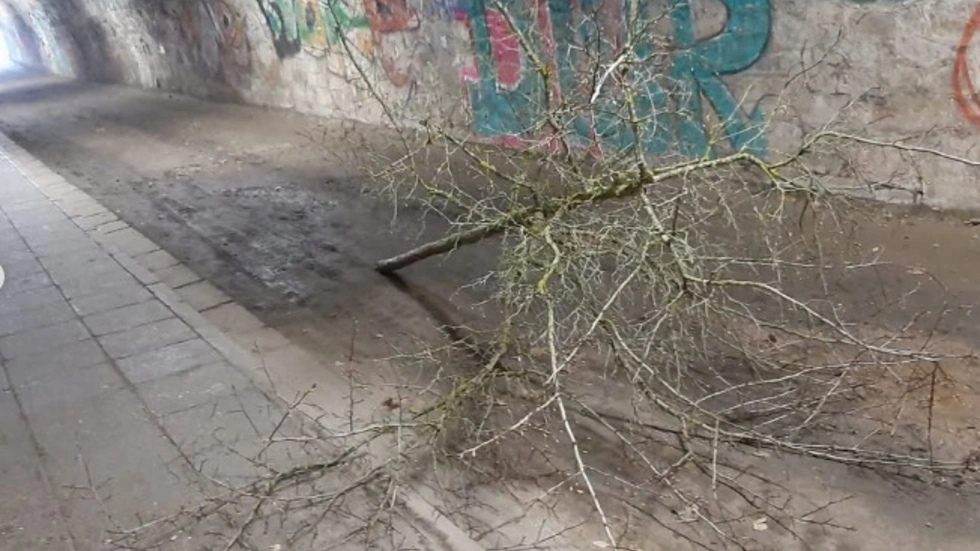 Die Vandalen legten einen der Bäume in einem Fußgängertunnel ab.