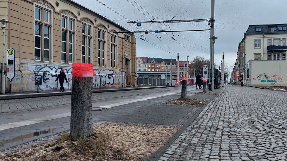 Drei der sieben Baumstümpfe Drei der sieben Baumstümpfe