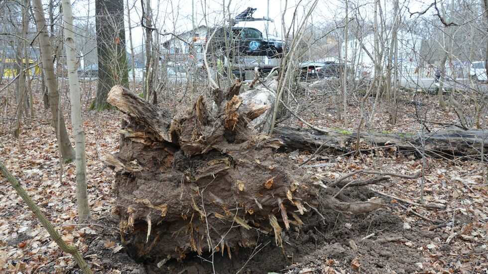 Der riesige Baum ist offenbar durch den Sturm umgekippt und krachte auf einen parkenden Mercedes Vito, der Fahrer (61) saß noch drin ... Der riesige Baum ist offenbar durch den Sturm umgekippt und krachte auf einen parkenden Mercedes Vito, der Fahrer (61) saß noch drin ...