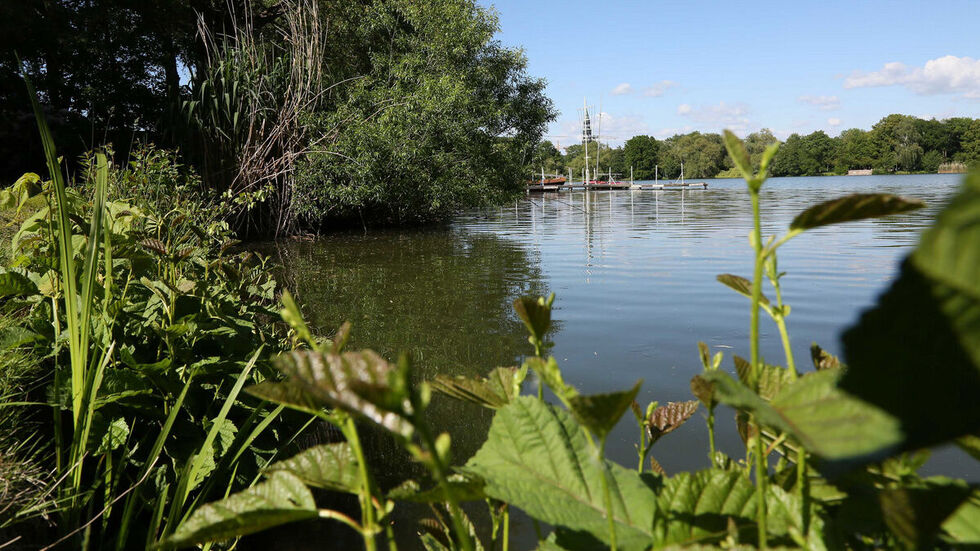 Bald sollen Schwäne am Schwanenteich nicht mehr nur auf der Durchreise sein. © Ralph Köhler/propicture