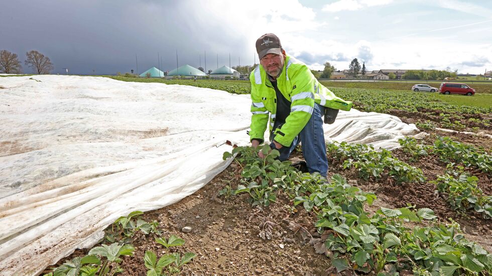 Mit Vlies hat Harald Funck seine Felder abgedeckt, um das Schlimmste zu verhindern. Mit Vlies hat Harald Funck seine Felder abgedeckt, um das Schlimmste zu verhindern.