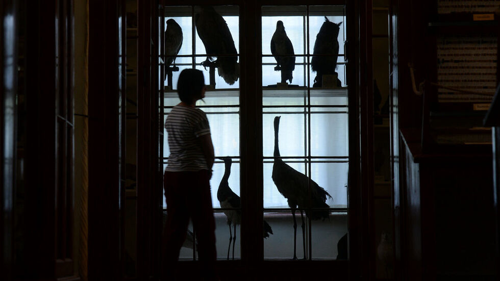 Das Naturalienkabinett wird bis 2026 saniert.