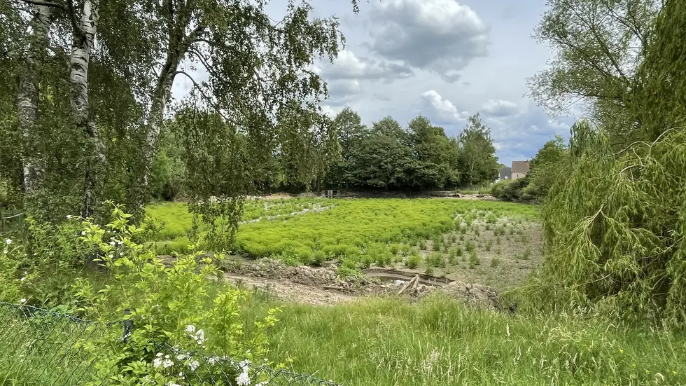 Der trockengelegte Teich an der Waldstraße