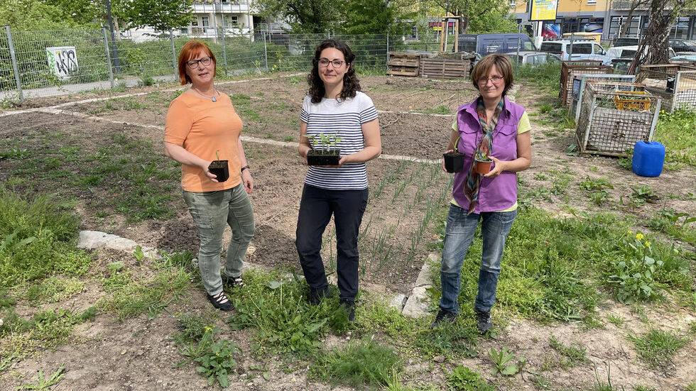Doreen Weißmann, Bianca Friedrich und Gerti Fuchs vom Verein "Zum fleißigen Winkel" (von links nach rechts) im Gemeinschaftsgarten Doreen Weißmann, Bianca Friedrich und Gerti Fuchs vom Verein "Zum fleißigen Winkel" (von links nach rechts) im Gemeinschaftsgarten
