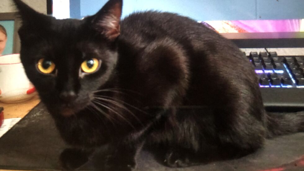 Zuletzt gesehen wurde die Katze am 16. Juni um 23 Uhr. Zuletzt gesehen wurde die Katze am 16. Juni um 23 Uhr.