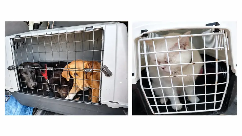Bundespolizisten entdecken in Reitzenhain acht Hunde und drei Katzen in einem VW Touareg. Alle Tiere wurden sichergestellt und ins Tierheim gebracht. Bundespolizisten entdecken in Reitzenhain acht Hunde und drei Katzen in einem VW Touareg. Alle Tiere wurden sichergestellt und ins Tierheim gebracht.