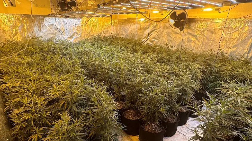 Cannabisplantage in Reinsdorf