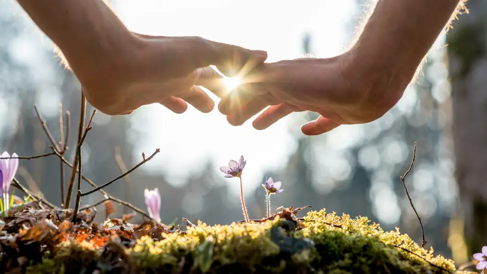2 Hände über einer Pflanze
