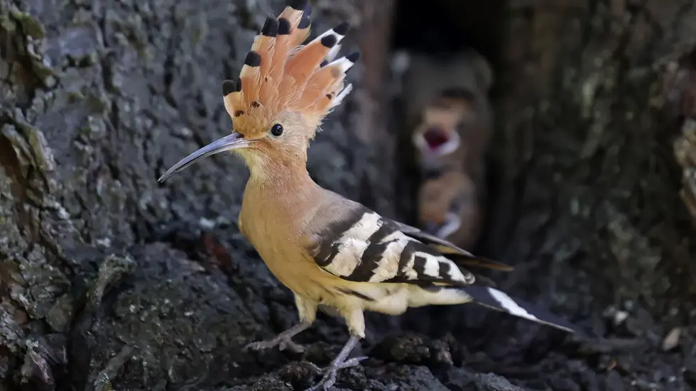 Einer der beiden Wiedehopfe vor der Bruthöhle im Kirschbaum.