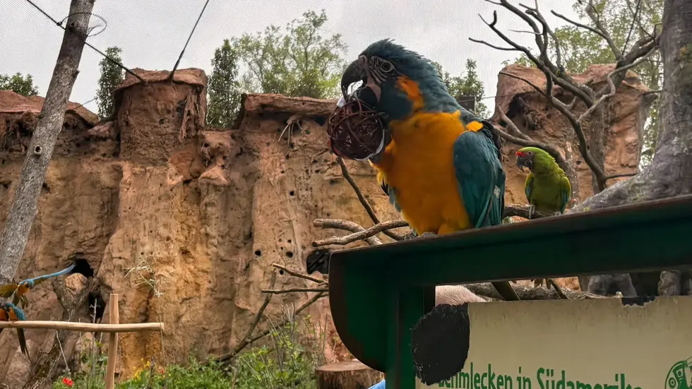 Der Blaukehl-Ara im Leipziger Zoo hat sich die Weidenkugel mit der deutschen Flagge geschnappt. Der Blaukehl-Ara im Leipziger Zoo hat sich die Weidenkugel mit der deutschen Flagge geschnappt.