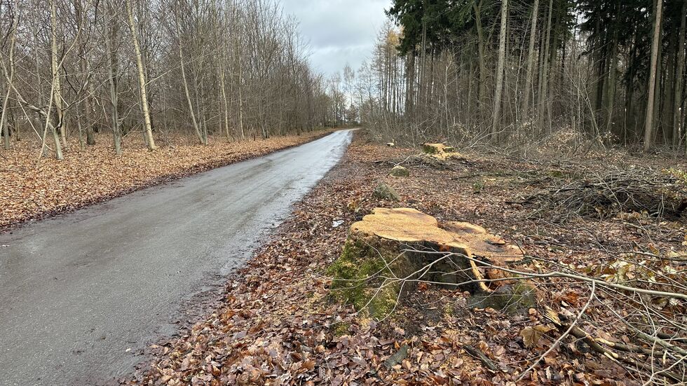 Von den alten Bäumen sind nur noch die Stümpfe übrig. 