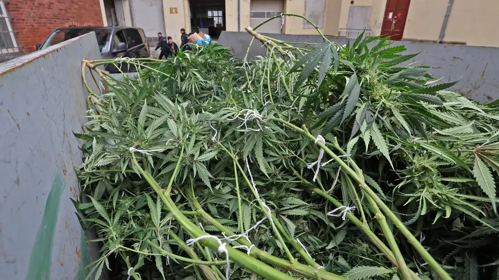 Cannabispflanzen in Container
