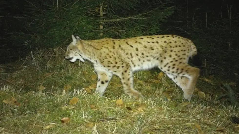 Luchs Bardi aufgenommen von einer Wildkamera. Luchs Bardi aufgenommen von einer Wildkamera.