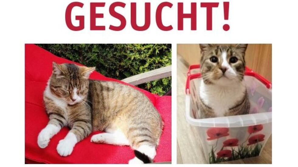 Die Suchanzeige für Lemmy bei Tasso e.v. 