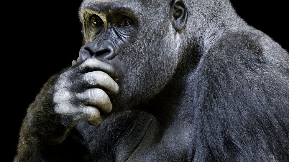 Fotomotiv aus der Schau