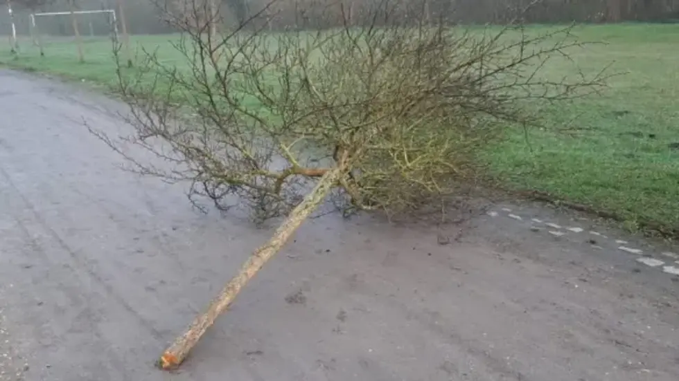 So fanden Stadtmitarbeiter am Mittwochmorgen einen Baum.