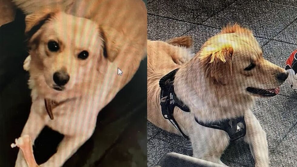 Molly wurde zuletzt in Niederlungwitz gesehen.