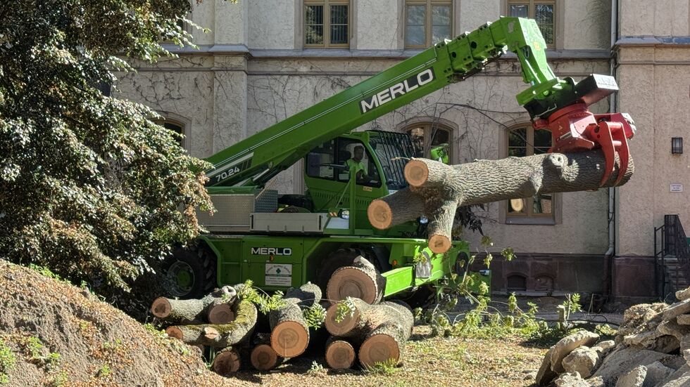 Gefällte Linde auf HTZ-Baustelle