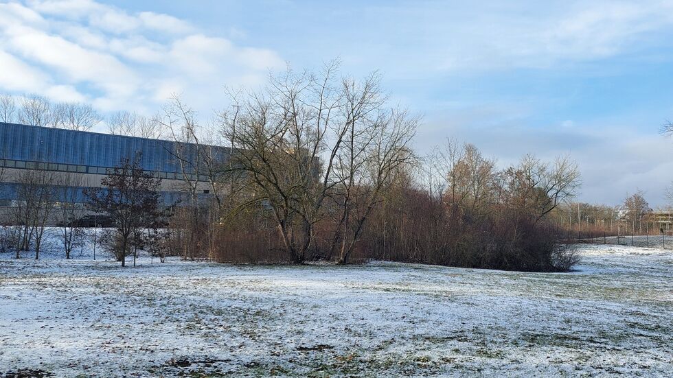 Am Montag werden Bäume und Sträucher im Umfeld der alten Sporthalle gerodet. Am Montag werden Bäume und Sträucher im Umfeld der alten Sporthalle gerodet.