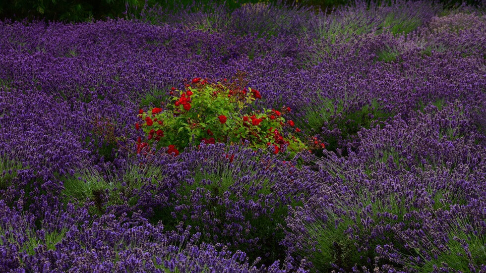 Das Lavendel-Blütenmeer sorgt für einen entspannten Duft... Das Lavendel-Blütenmeer sorgt für einen entspannten Duft...