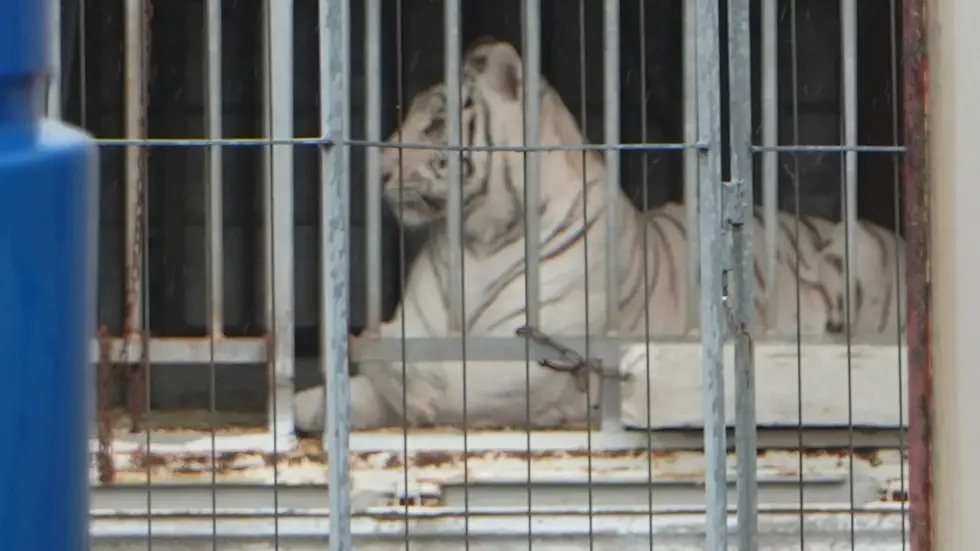 Einer der Tiger in Dölzig kurz bevor er weggebracht wurde. Einer der Tiger in Dölzig kurz bevor er weggebracht wurde.