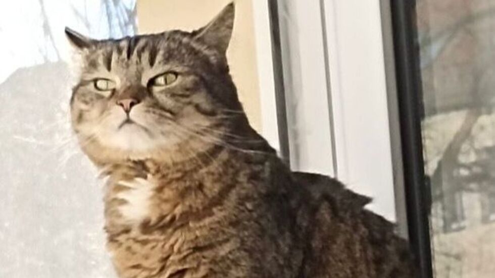 So sieht "Kitty" aus.