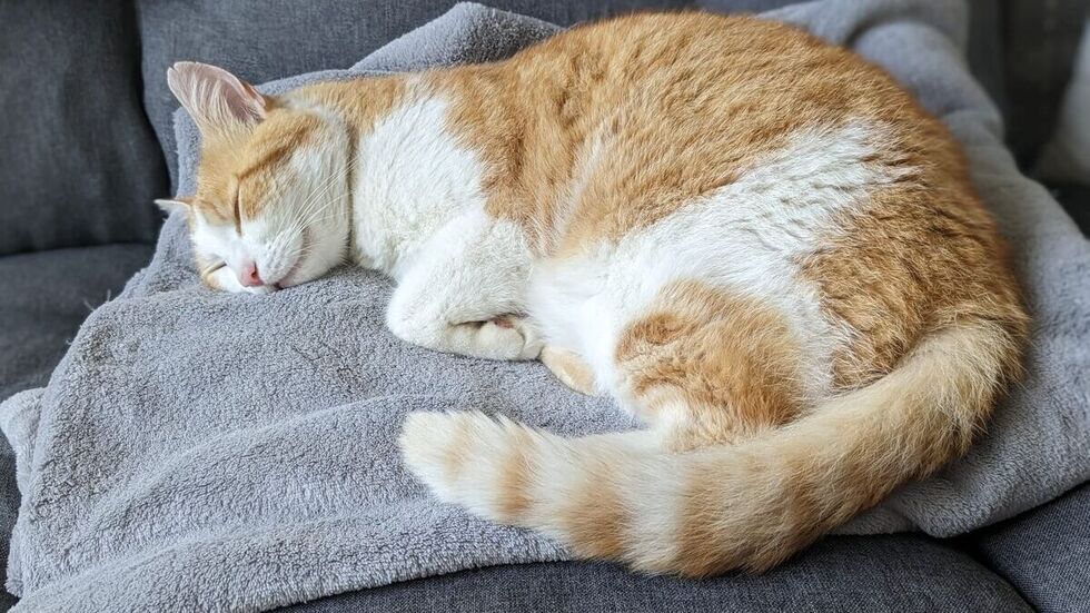 Kater "Nemo" wurde am 7. Juli zuletzt gesehen.