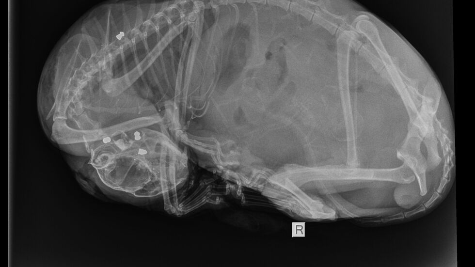 Auf dem Röntgenbild sind insgesamt vier Projektile zu sehen, drei davon im Kopf der Katze. Auf dem Röntgenbild sind insgesamt vier Projektile zu sehen, drei davon im Kopf der Katze.
