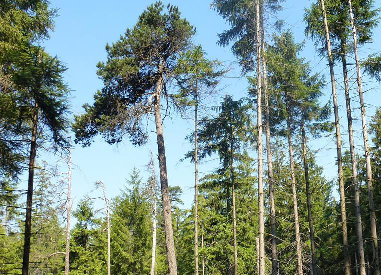 Schneeberger Oberschüler forsten Wald in Hartmannsdorf mit auf | Radio